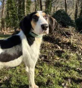 Rex / Adopté