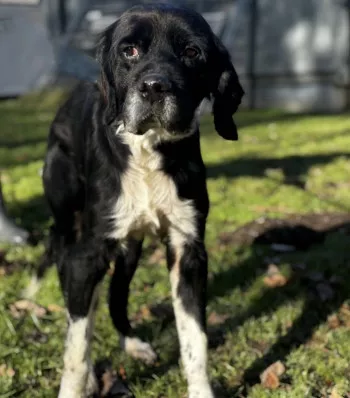 Chico/Adopté