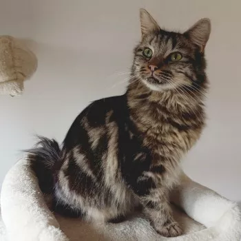 Whisky