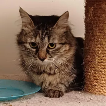 Hakuna