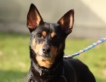 Rocky / Adopté