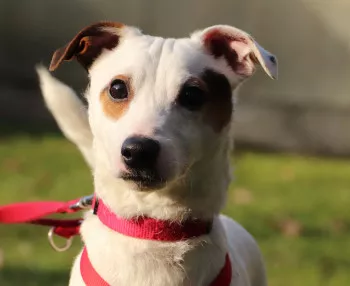 Jack / Adopté