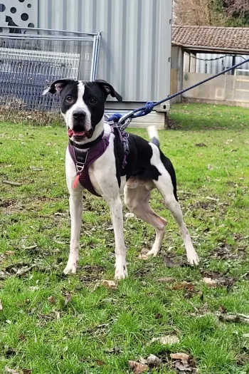 Ali / Adopté