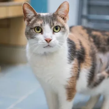 Perla