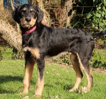 Ludo/ Adopté