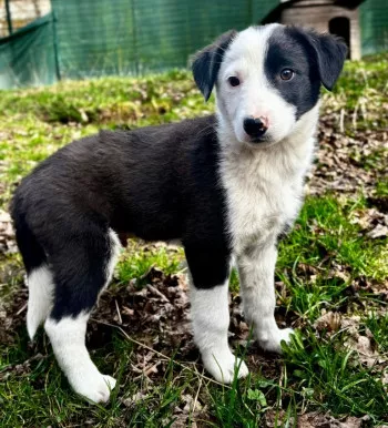 Biscuit/ Adopté