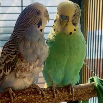 Zazoue & Kiwi