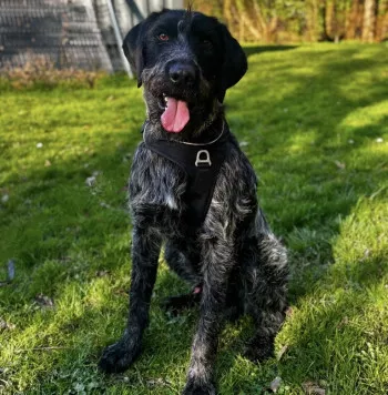 Pepper/ Adopté