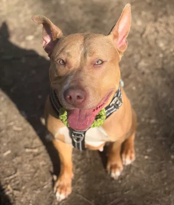 Kiara/Adoptée