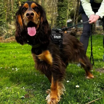 Pluto /Adopté