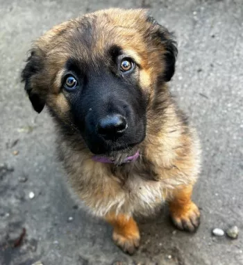 Buddy/ Adopté