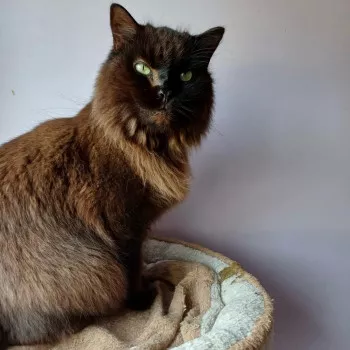 Bouboule