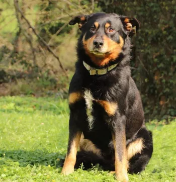 Rebel/ Adopté