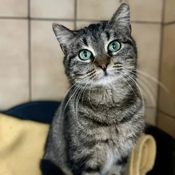 Lilou