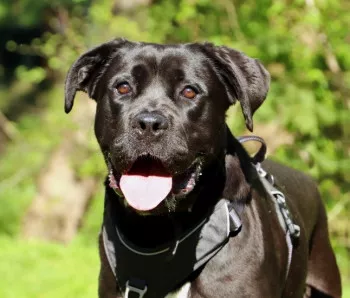 Leia/ Adoptee
