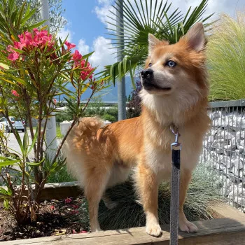Simba /Adopté