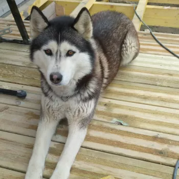 Neige / Adoptée