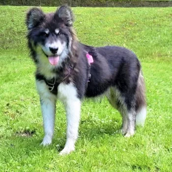 Haska