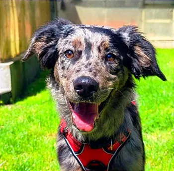 Aston / Adopté