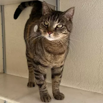 Simba