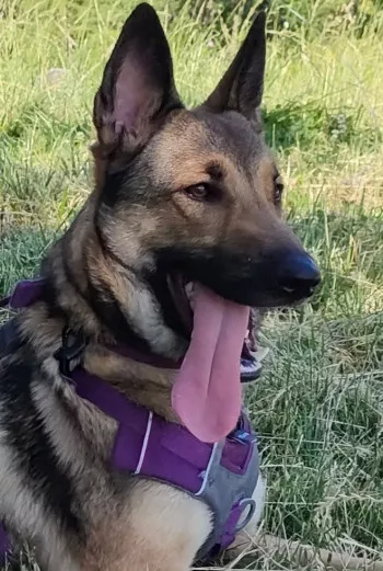 Akira