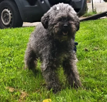 Max