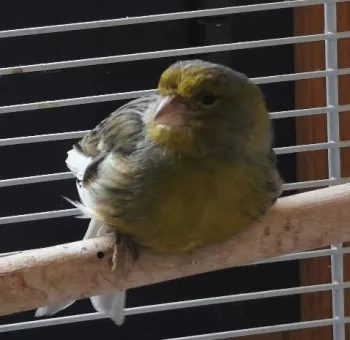 Adamo