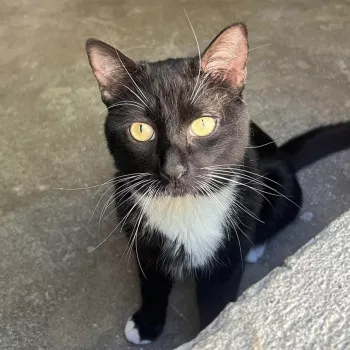 Domino
