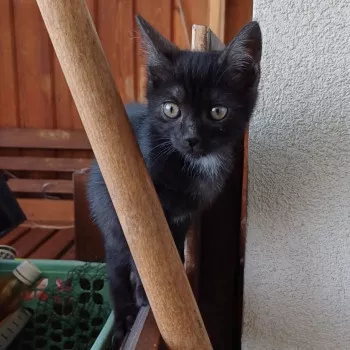 Sirius