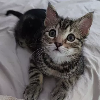 Mochi