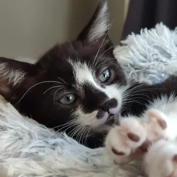 Milo