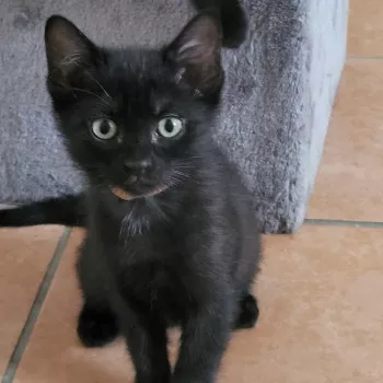 Zélie