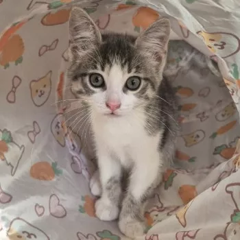 Kiko