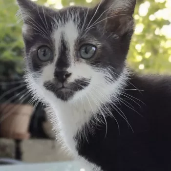 Oreo