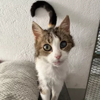 Juliette