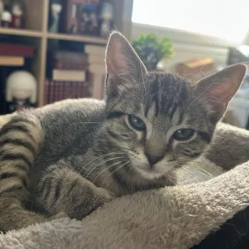 Yoda