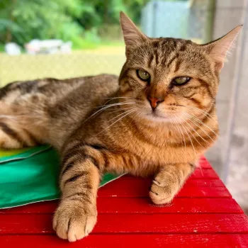 Tabby