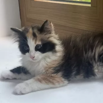 Choupi