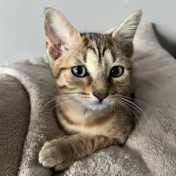 Boo
