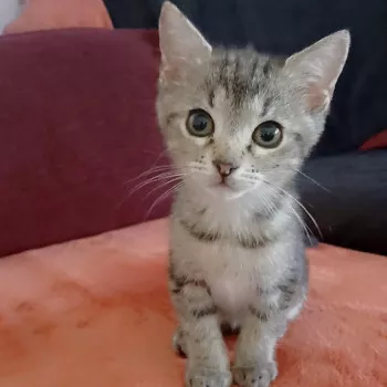 Amelia