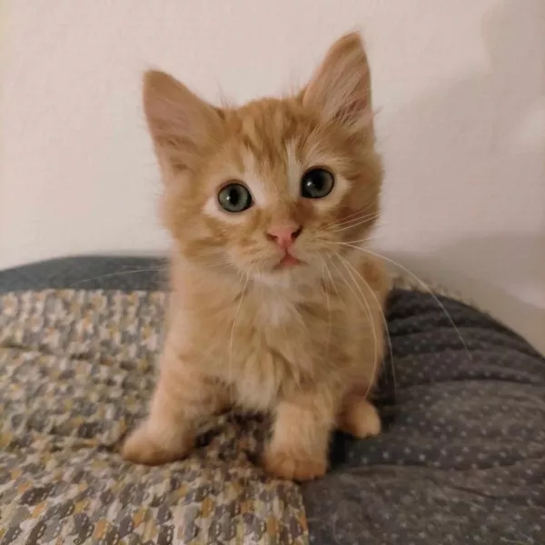 Mufasa