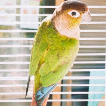 Madame Zazou