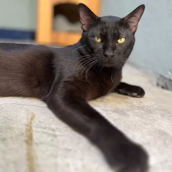 Azrael