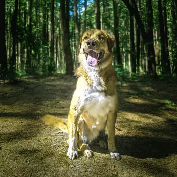 Apollo