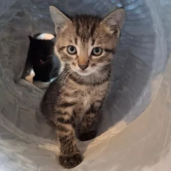 Tigrou