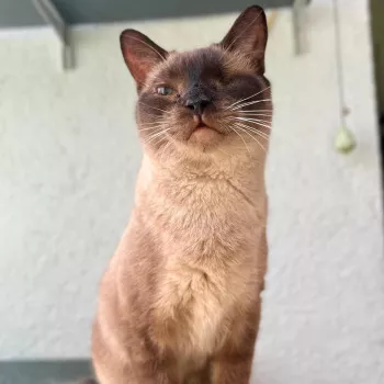 Maya