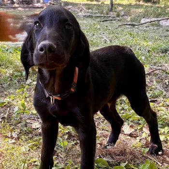Tino
