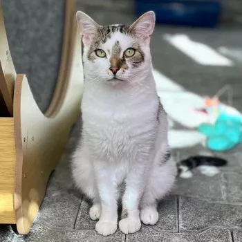 Simon