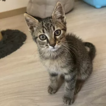 Popi