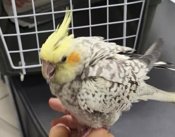 Kiki